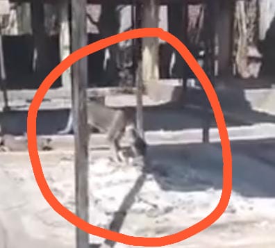 सूरजकुण्ड स्थित श्मशान घाट में लाशों की दुर्दशा प्रशासन बेखबर :