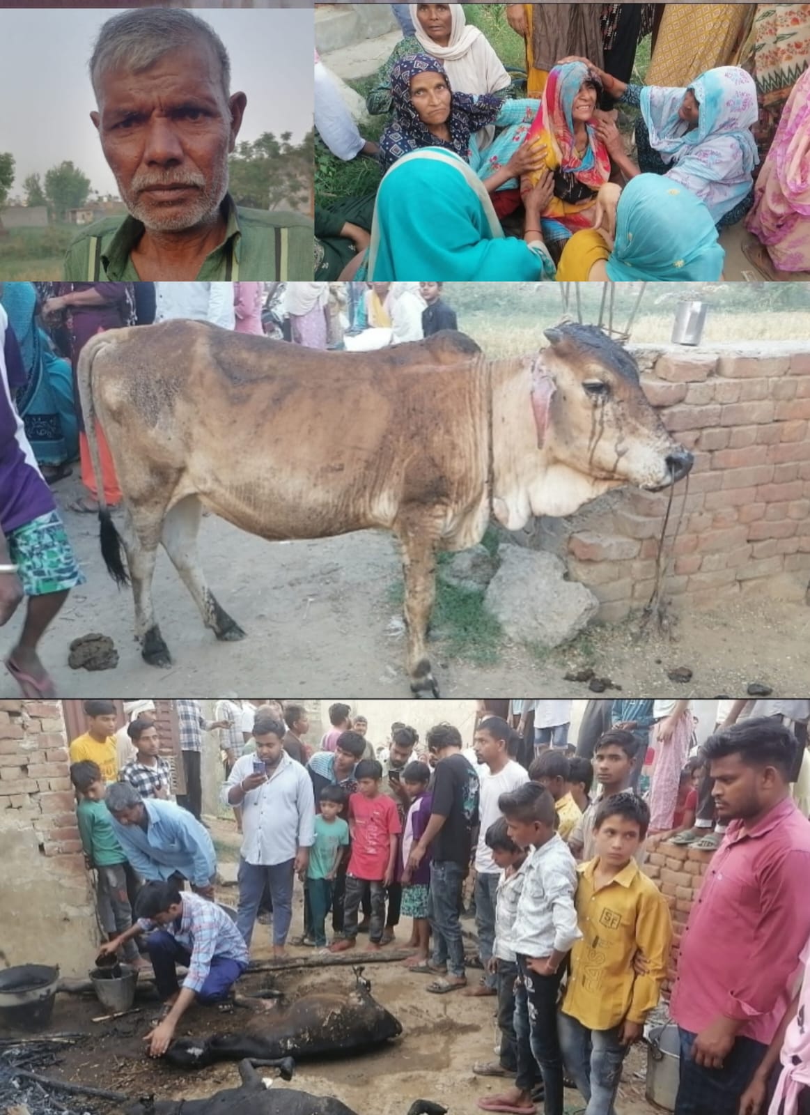 घेर में लगे छप्पर में अचानक आग लगने से दो बछिया हुई जलकर राख पीड़ित का हुआ लाखों का नुकसान :