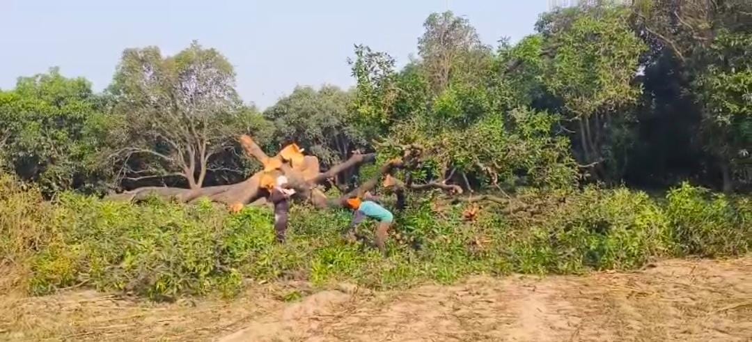 सरोजनी नगर वन क्षेत्र में लकड़हारो के हौसले बुलंद बिना किसी खौफ के दिन के उजाले में कांटे गए आम के पेड़ :