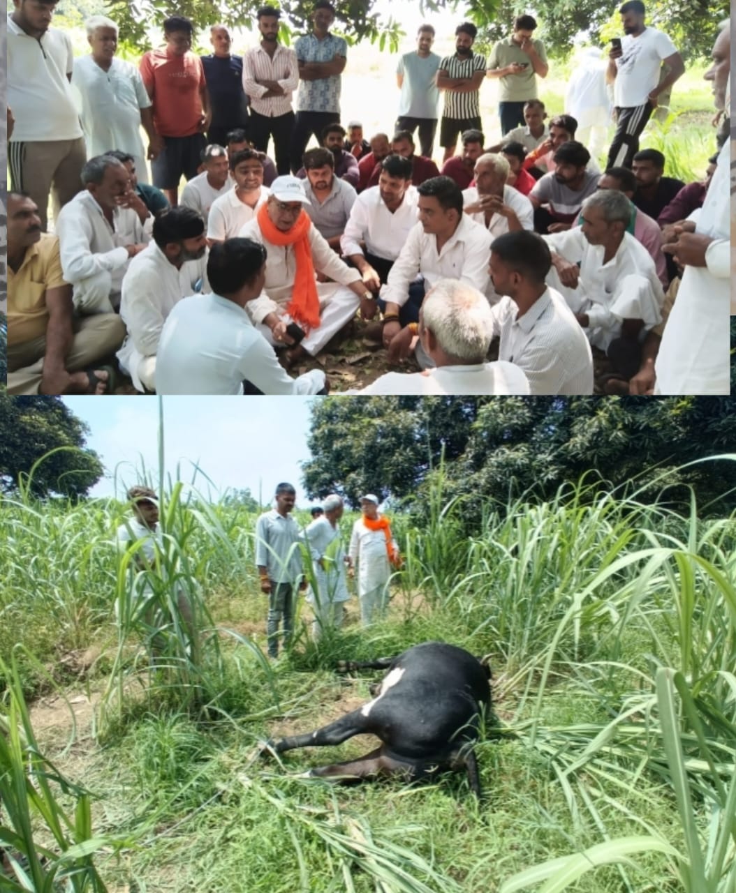 विधुत विभाग अधिकारी की लापरवाही के कारण बिजली का तार टूटने से हुई 5 सांडों की मौत :