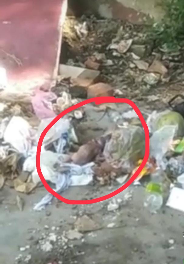नवजात बेटी का शव कूड़े के ढेर में मिला; भीषण पीड़ा और सवाल :
