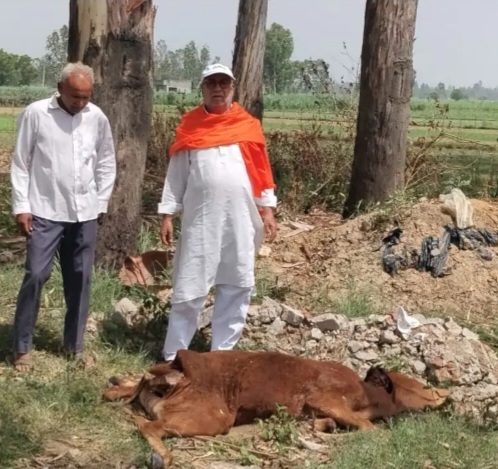गंगनहर पटरी पर मृत गाय मिलने से ग्रामीणों में रोष, सामाजिक संगठनों ने कराया अंतिम संस्कार :