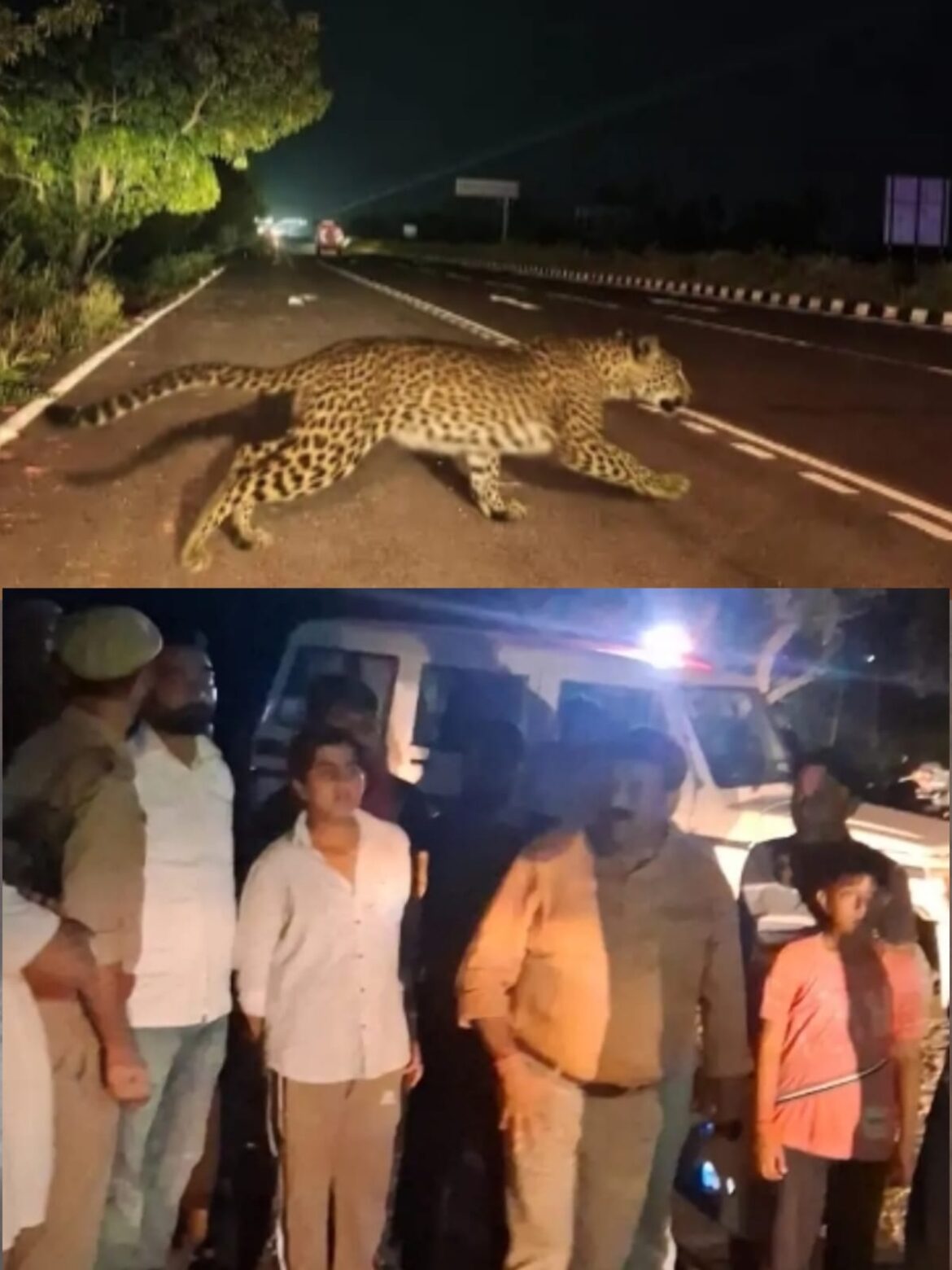 खेड़ी मनिहार में फिर तेंदुए की दहशत, मादा और शावक दिखने का दावा; कांवड़ियों को सुरक्षित स्थान पर पहुंचाया :